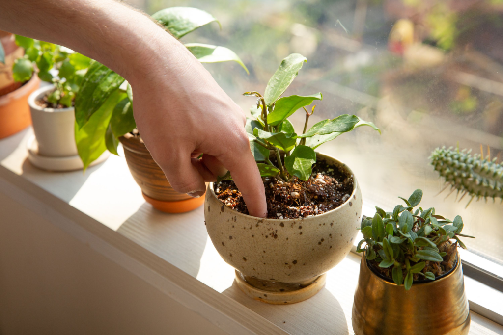checking soil moisture in indoor potted houseplants on windowsill