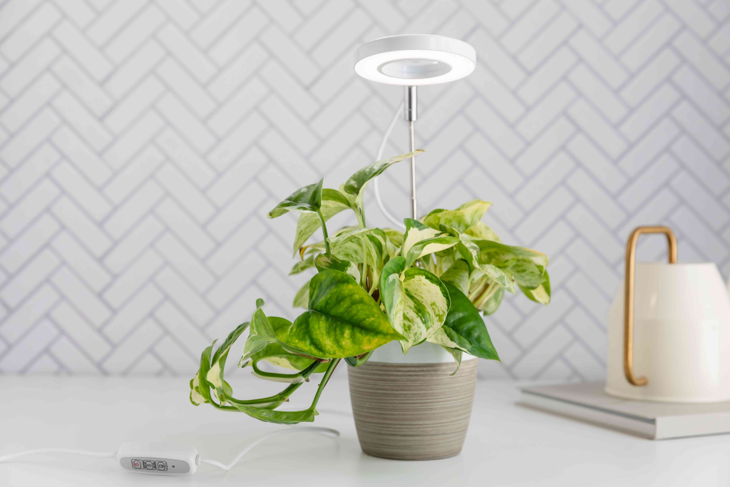 LED grow light setup for healthy indoor pothos houseplant