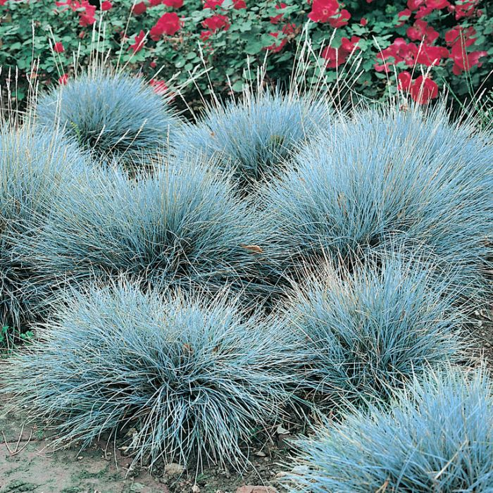 Close up of Blue Fescue growing in the foreground of a blossoming red bush.
