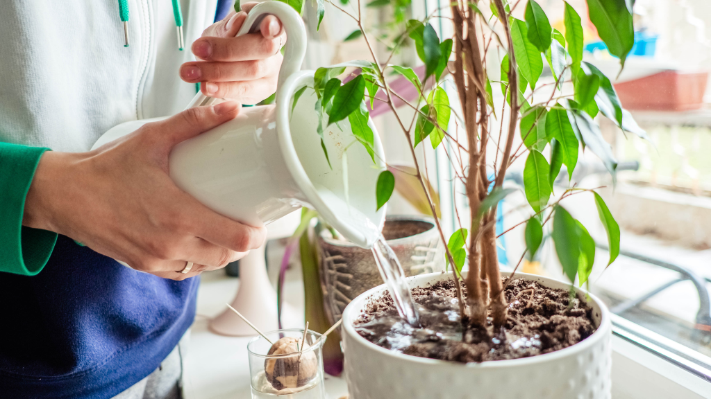 watering indoor ficus tree houseplant in large white planter