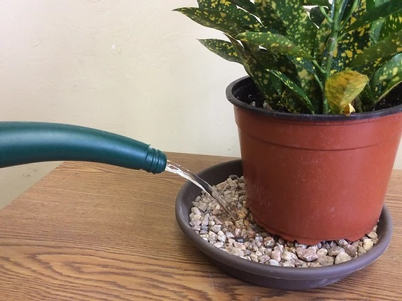 bottom watering indoor houseplant using pebble tray and watering can