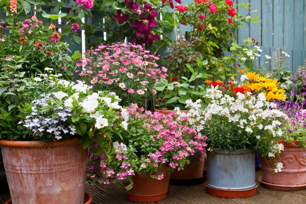 colorful flower container garden with blooming potted plants on patio