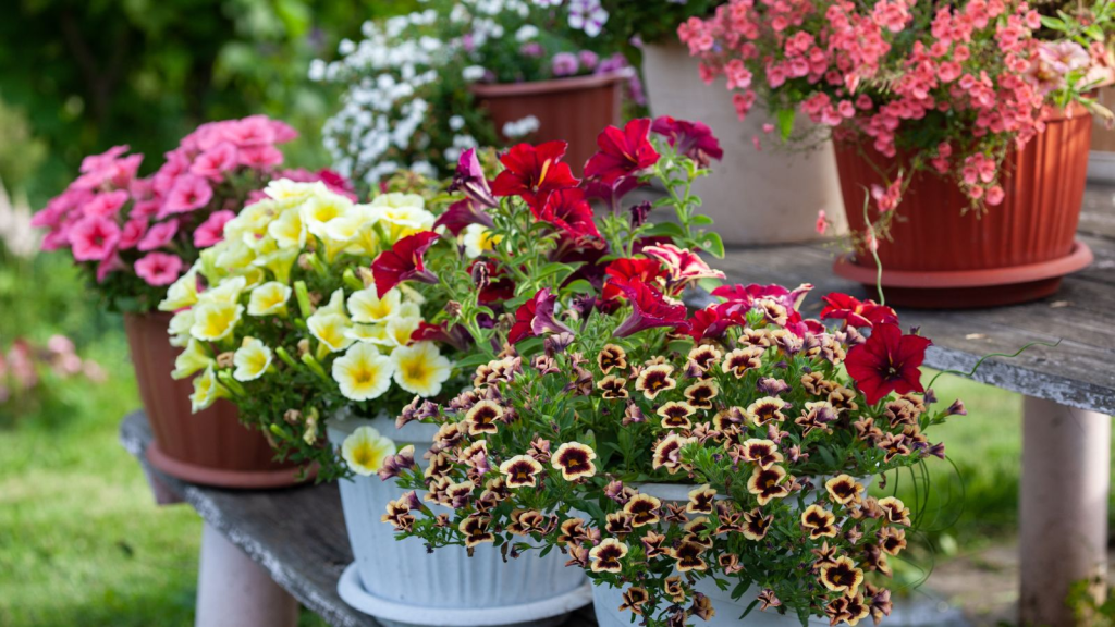 mixed petunia flowers blooming in decorative outdoor garden pots