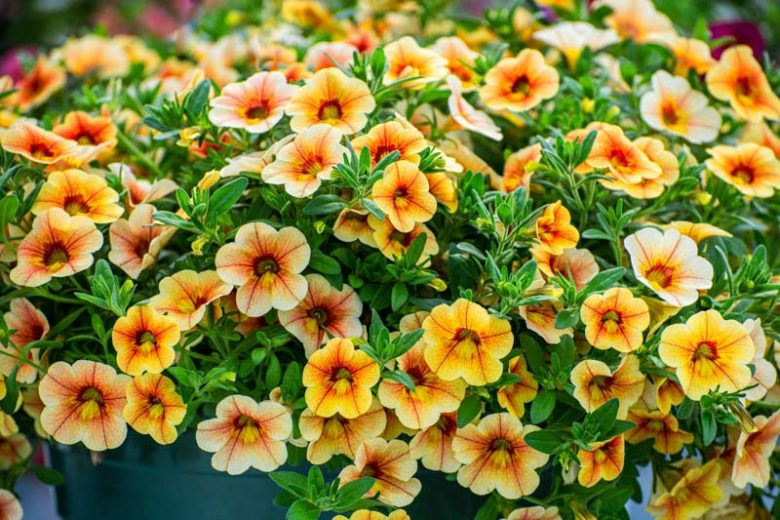yellow calibrachoa flowers growing in lush outdoor container garden