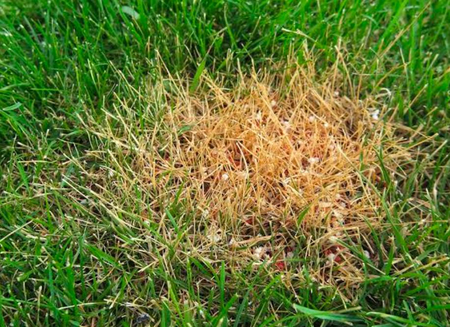A closeup of a lawn with a sunburn patch due to drought