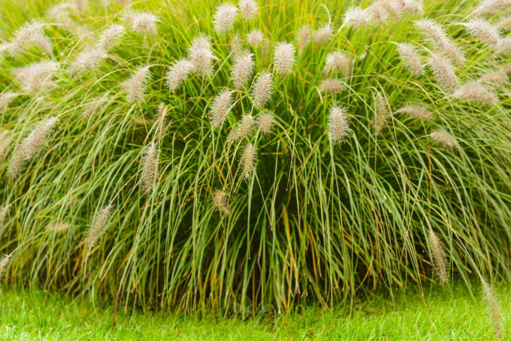 Close up of fountain grass.