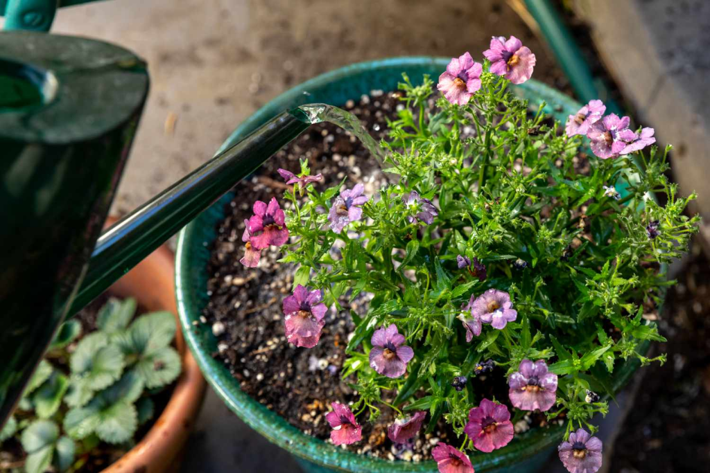 watering flowering container plants in decorative garden pot