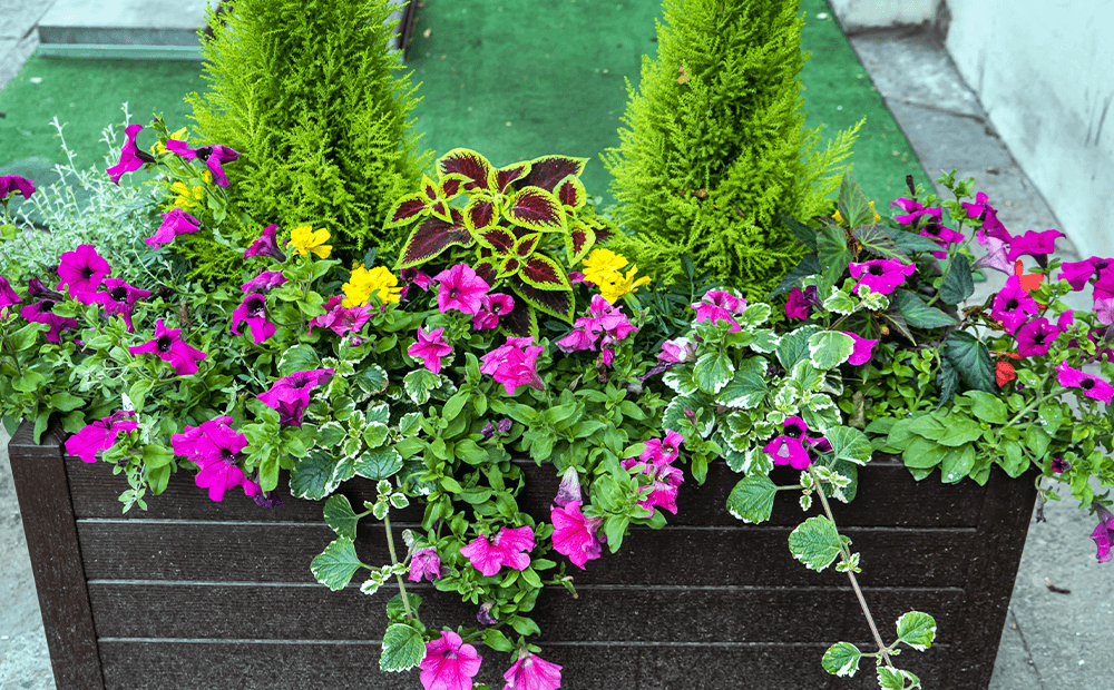 raised flower planter filled with petunias, coleus, and evergreen plants