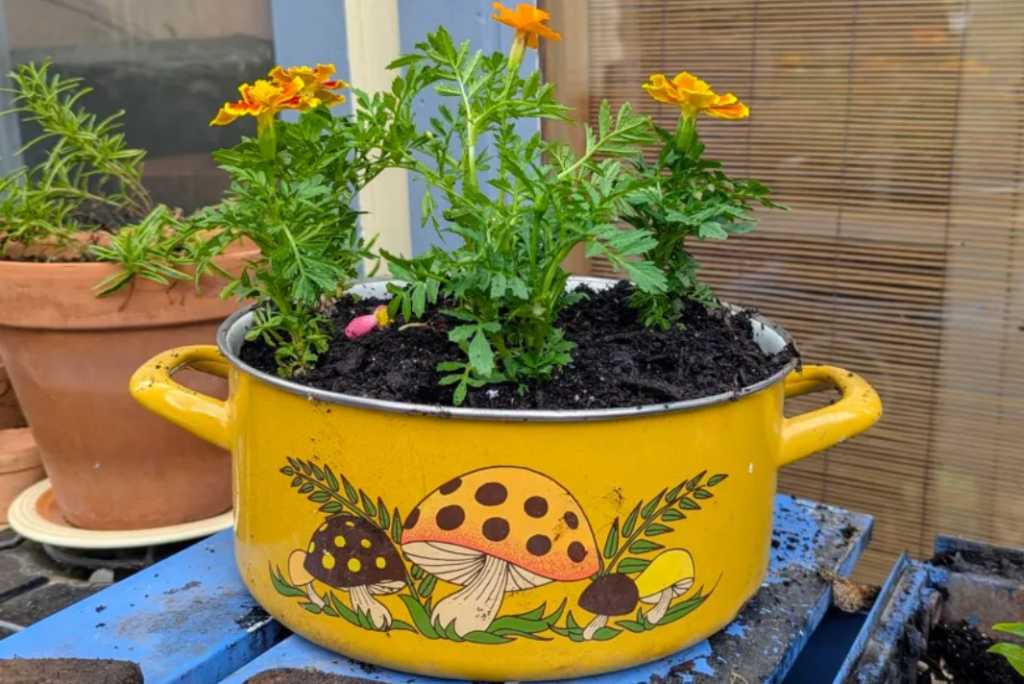 front porch container flower arrangement with colorful blooming plants