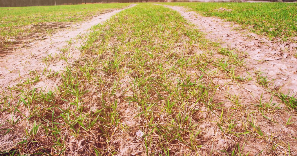 thin lawn with patchy grass growth and bare soil requiring lawn renovation