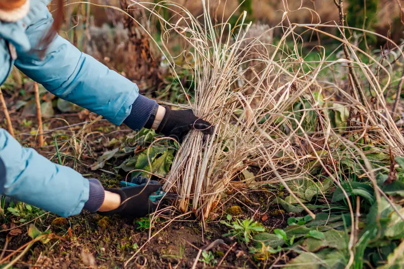A gardener trimming tall dried out ornamental grasses.