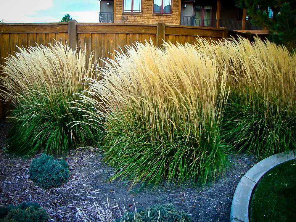 Feather reed grass clusters planted in front of a fence.