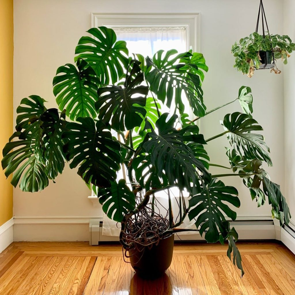 large Monstera deliciosa plant growing indoors near a bright window