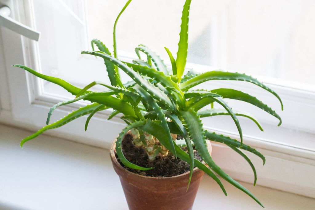 healthy aloe vera houseplant in terracotta pot on sunny windowsill
