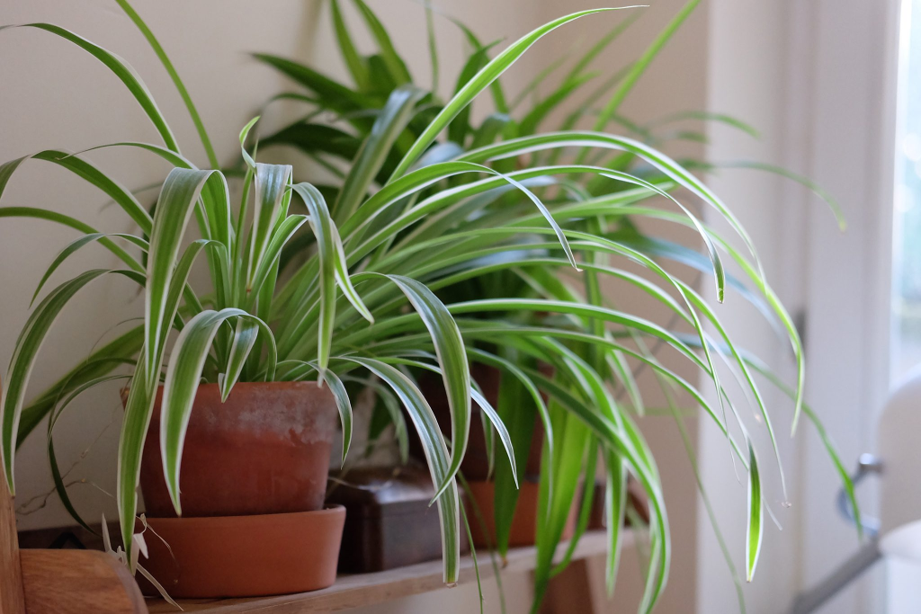 lush spider plant in terracotta pot displayed on indoor shelf