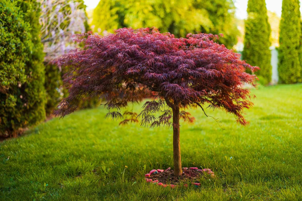 ornamental Japanese maple tree with red foliage growing in a landscaped garden