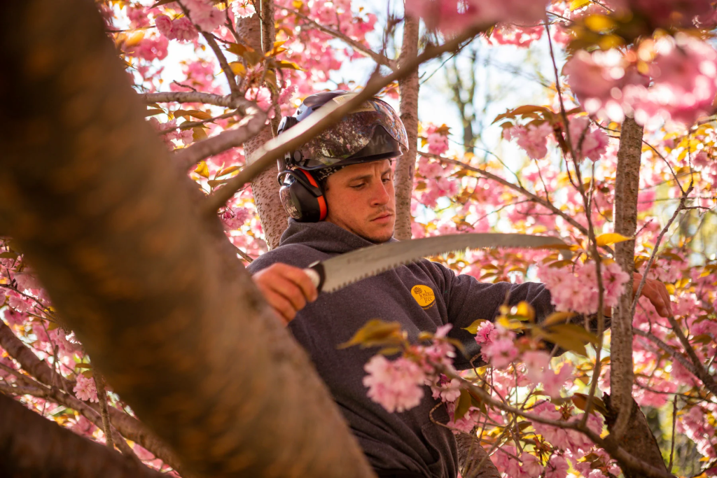 arborist pruning flowering cherry tree branches during spring tree maintenance
