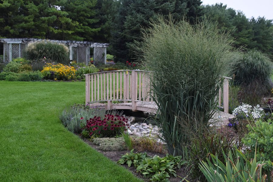 Switchgrass being used as a focal point in this well decorated garden.