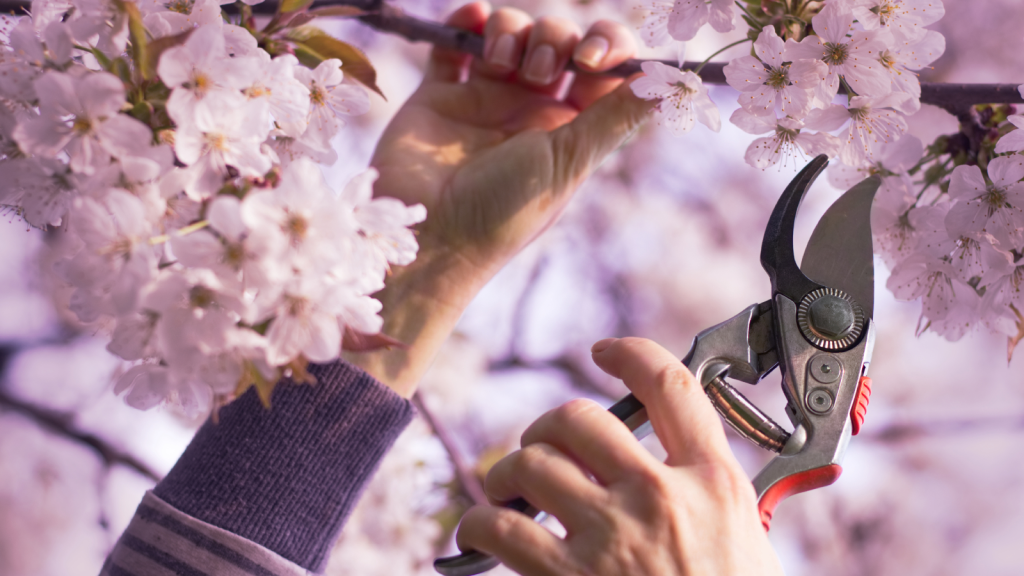 close-up of pruning shears trimming flowering tree branches in spring