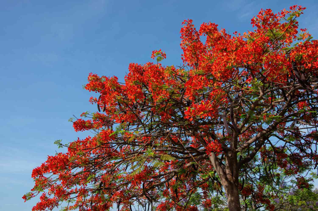 ornamental tree covered in vibrant red blossoms against a clear blue sky