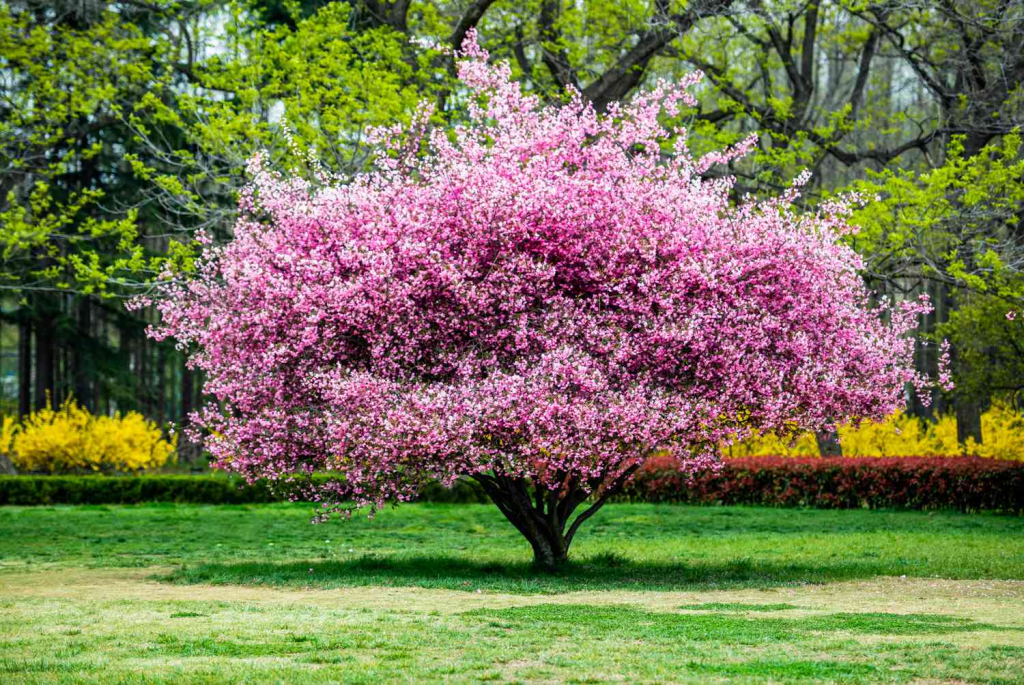 pink flowering ornamental tree blooming in a landscaped park during spring