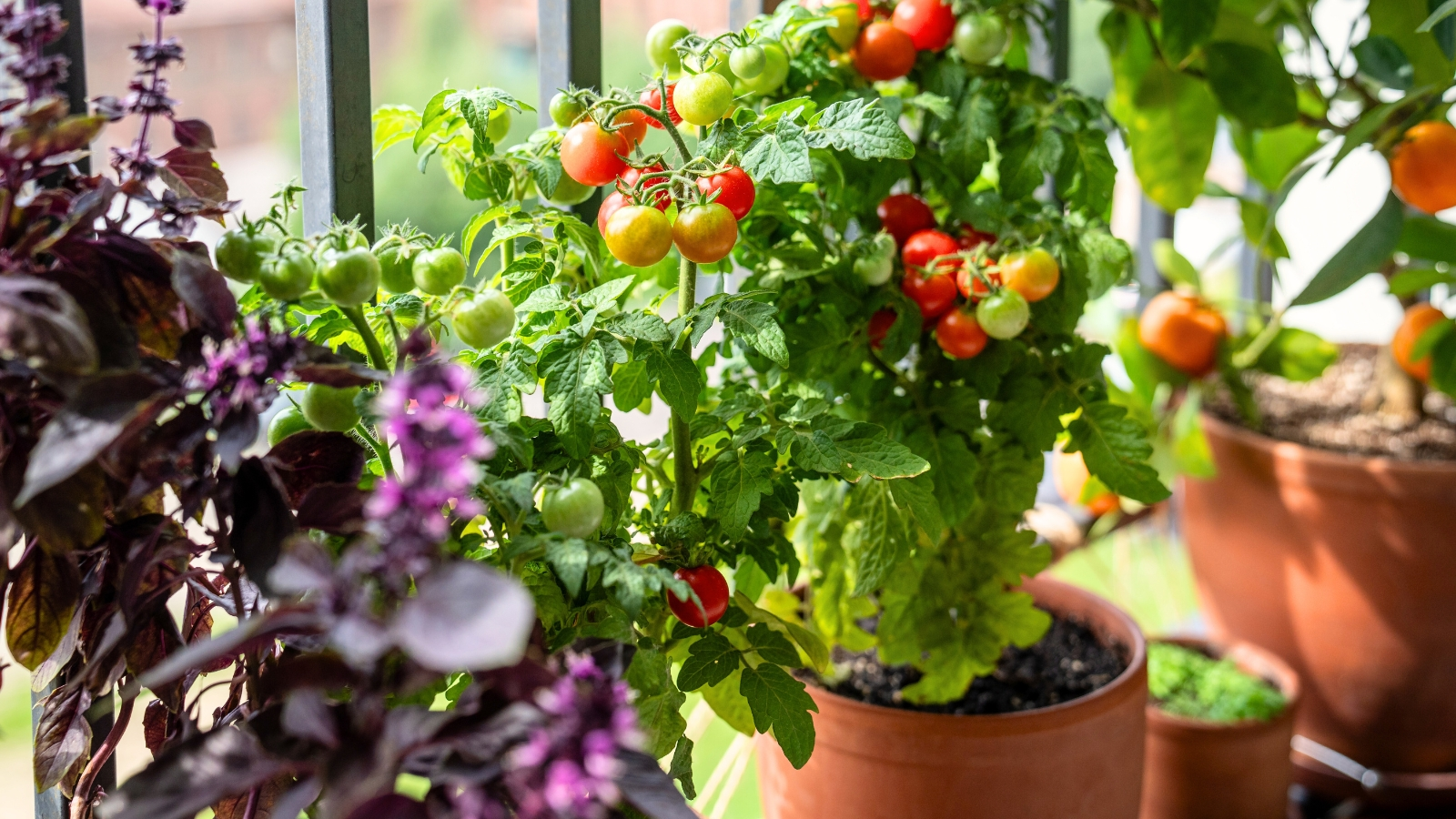 A close up of rippening tomatoes on a balcony.