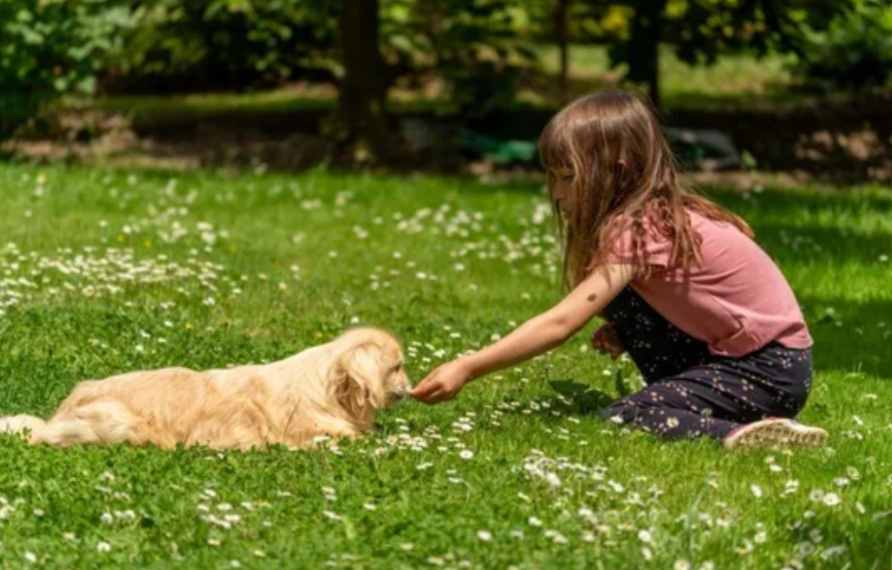 child playing with pet dog on a healthy green lawn in a backyard garden