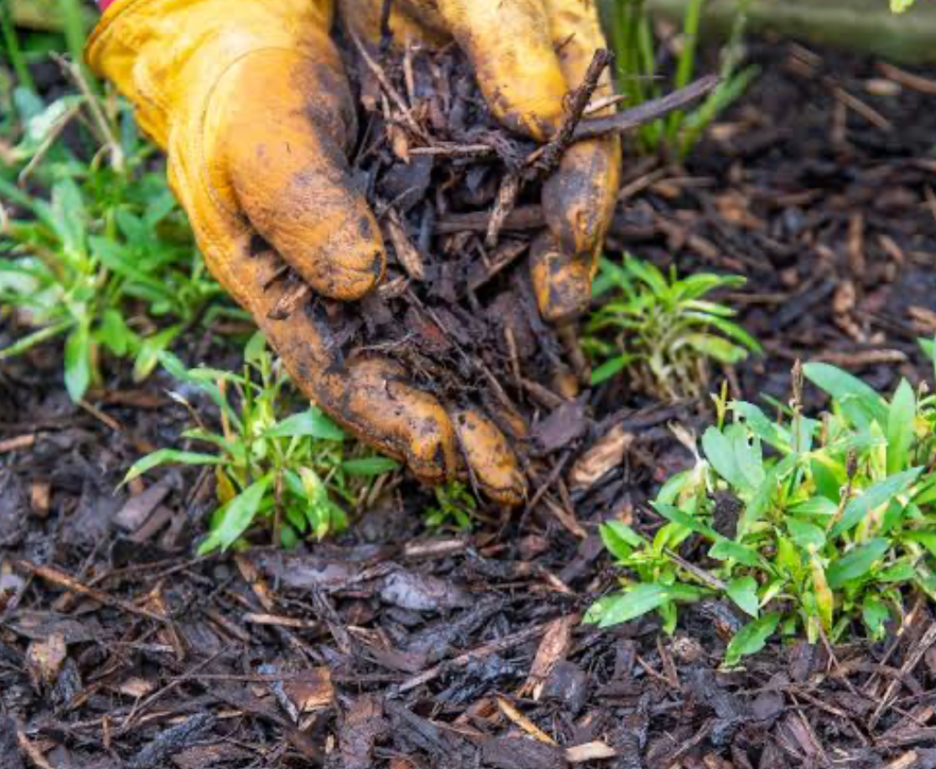 gardener applying organic mulch around plants to improve soil moisture and weed control