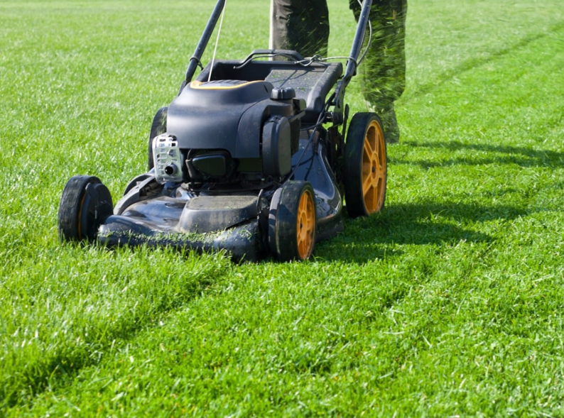 comparison of healthy green grass and drought-damaged brown lawn turf
