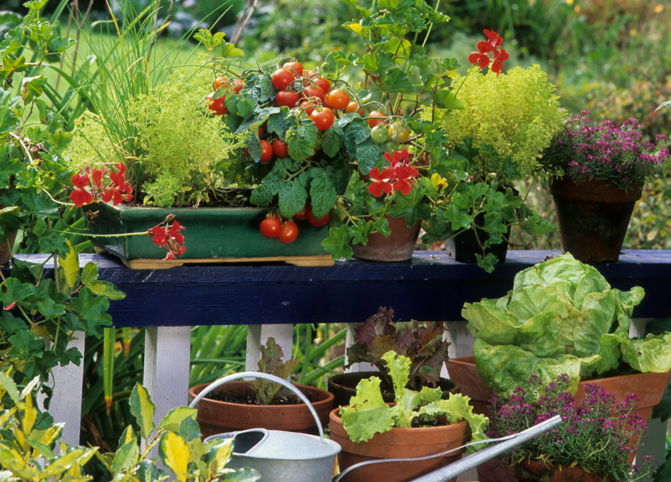 Tomatoes, lettuce, kale, and much more potted edible plants on a porch.