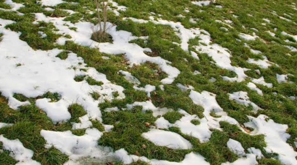 lawn care products including fertilizer, weed preventer and grub control for healthy turf