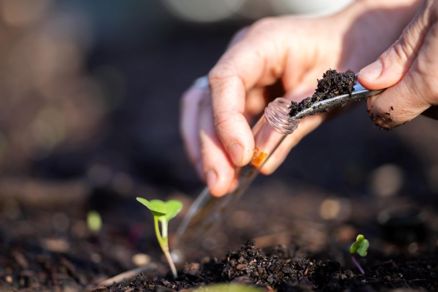 collecting soil sample for pH testing and nutrient analysis in a vegetable garden