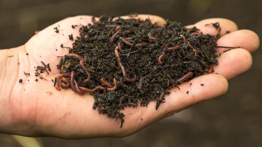 hand holding vermicompost with earthworms for organic soil enrichment and gardening