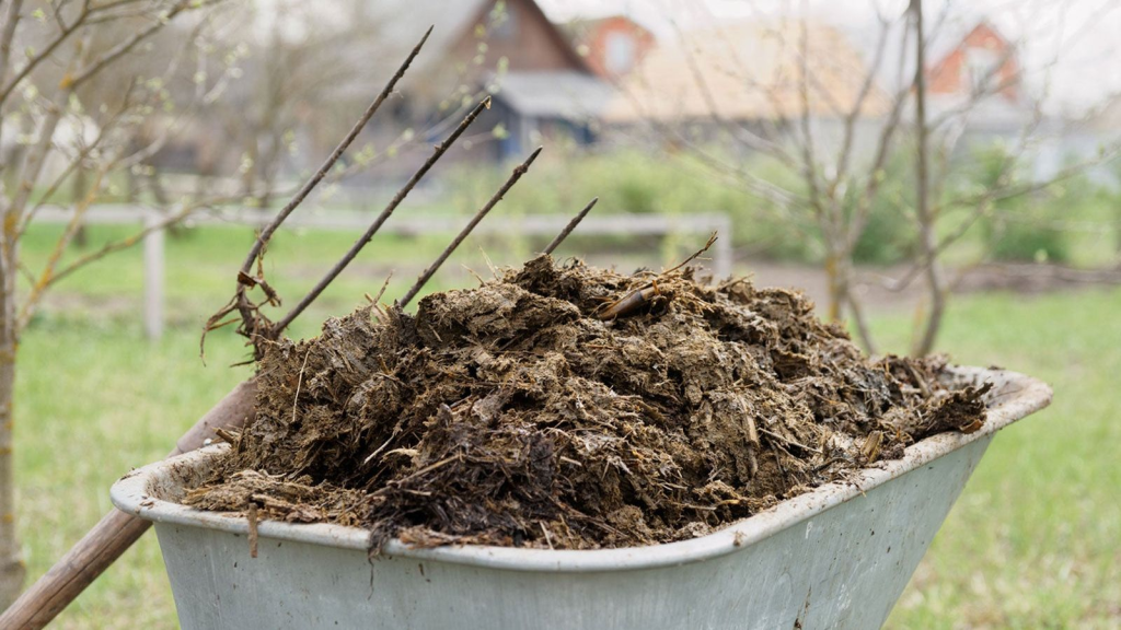 wheelbarrow filled with aged manure compost for improving soil fertility in gardens