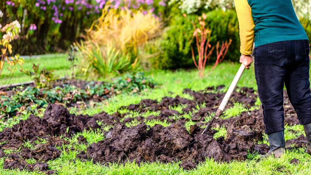 gardener spreading organic manure to improve soil structure and plant health