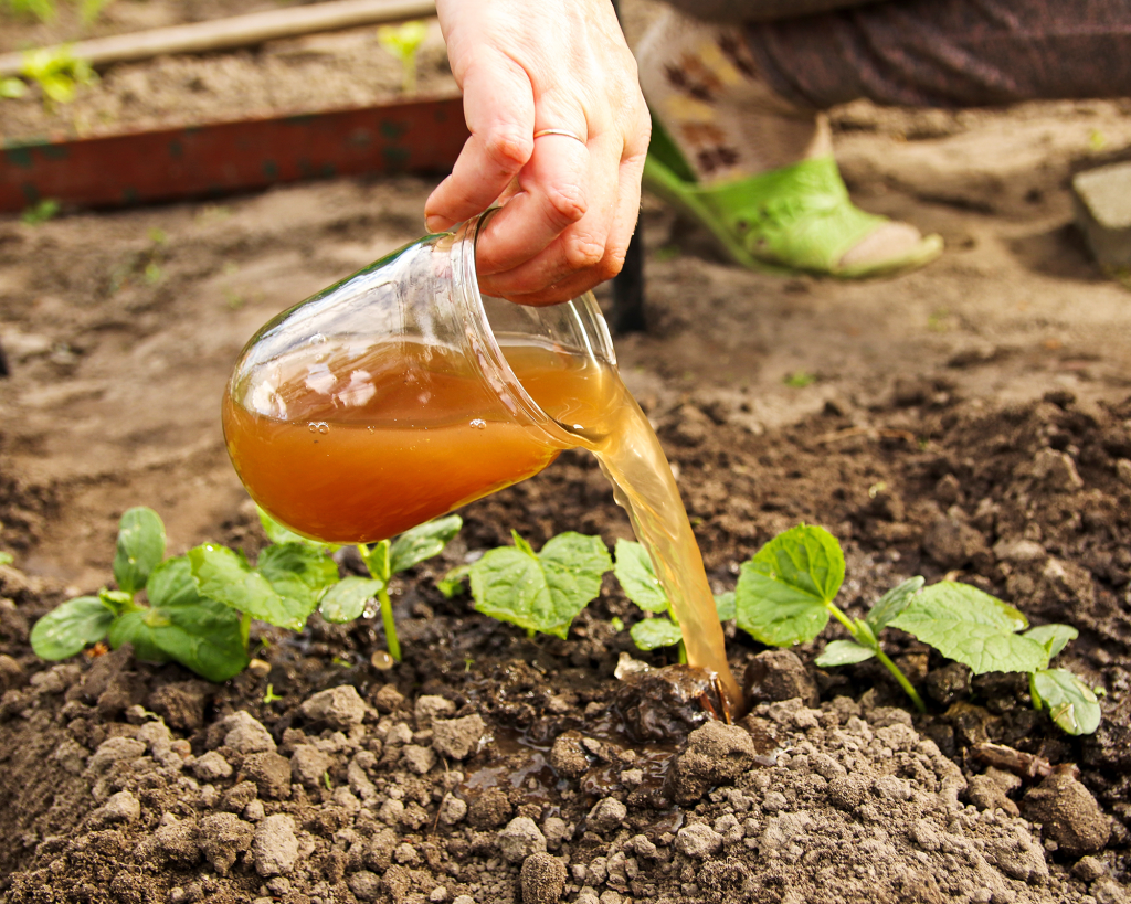gardener applying compost tea fertilizer to vegetable plants for healthy growth