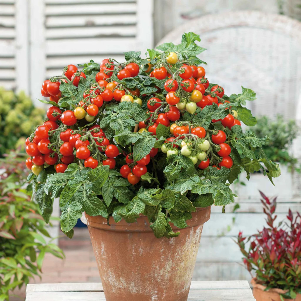 Terracotta pot of ripening Tiny Tim Cherry Tomatoes in the foreground of a backyard patio.