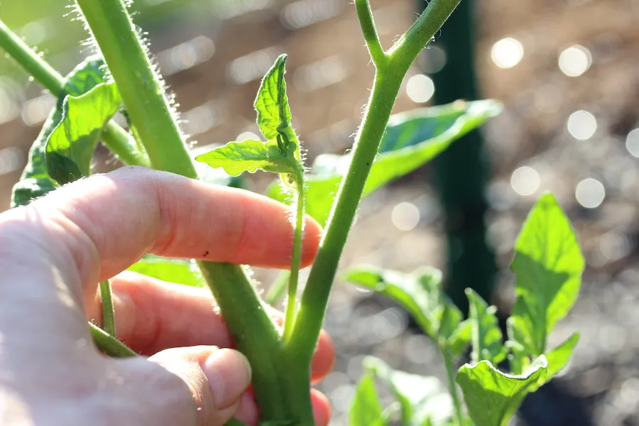 Close up on stems on a tomato plant.