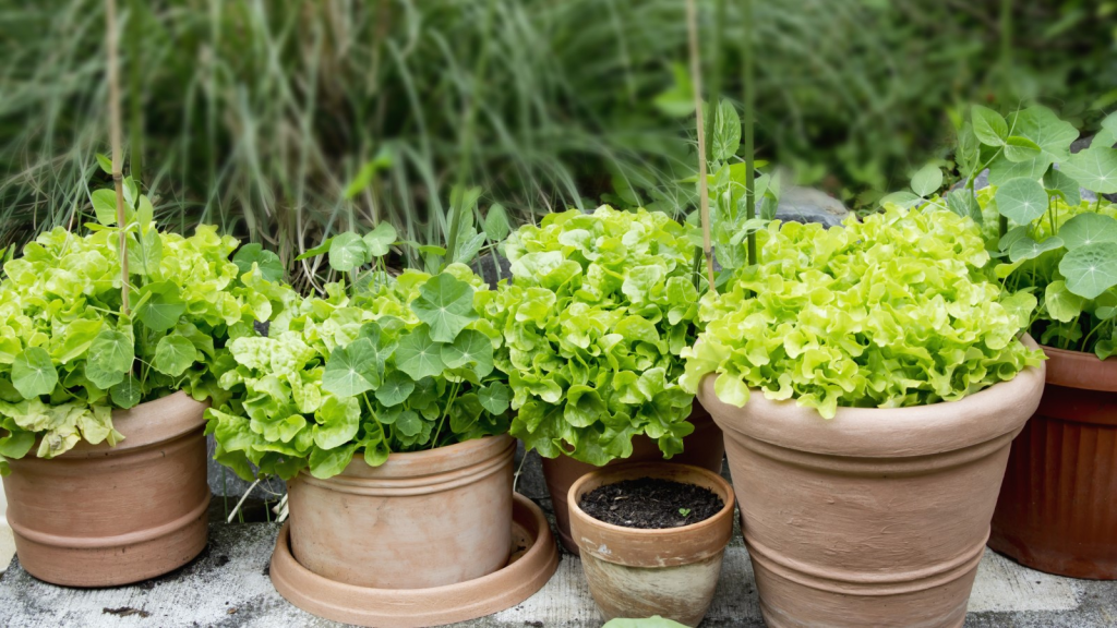 Herbs planted in terracotta pots adjacently.