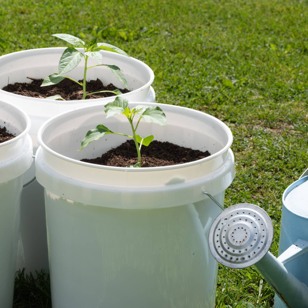 5 gallon plastic buckets repurposed, filled with dirt and a newly sprouted plant.