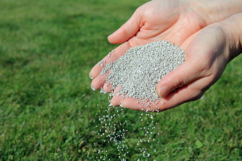 hands slowly sprinkling fertilizer on a lawn.