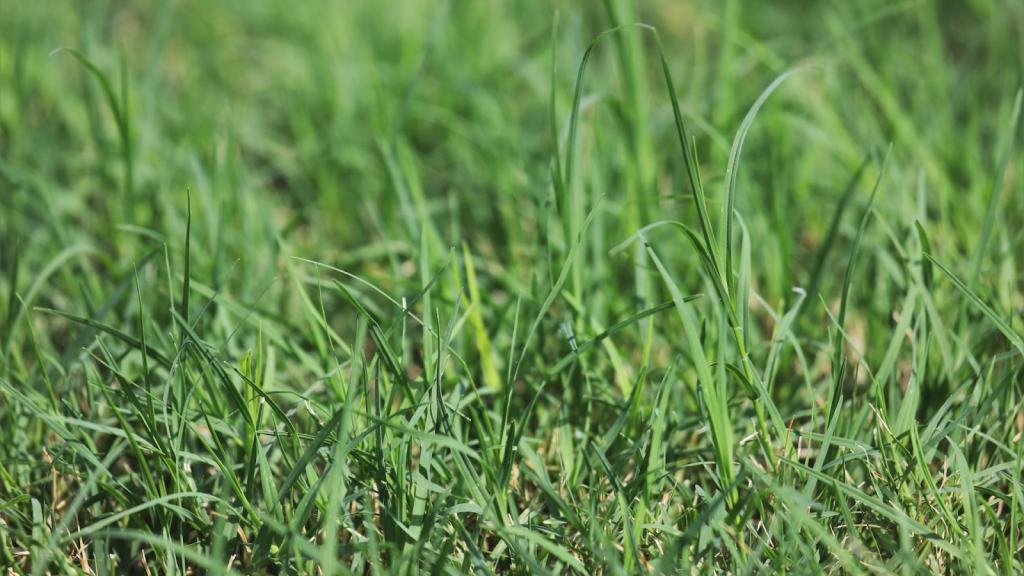 Closeup of grass slightly overgrown.