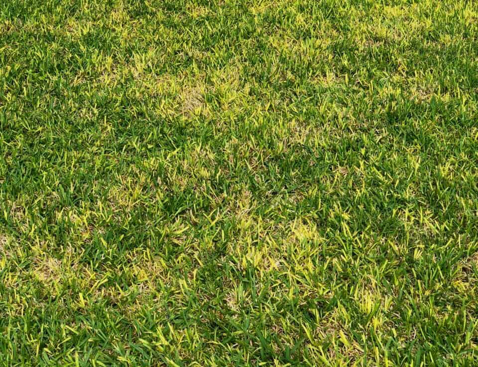 A top down view of a patchy brown and yellow lawn.