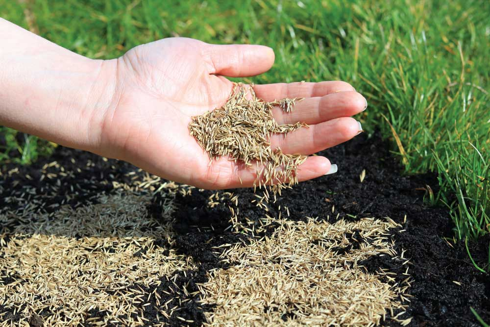 A hand dropping seeds in a bare patch on a lawn.