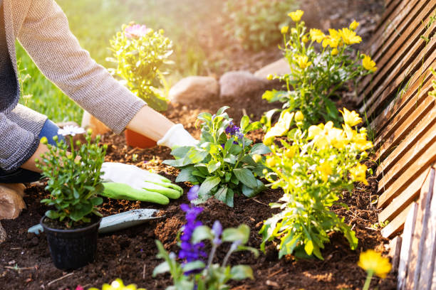 A gardener working in a sunny yard.