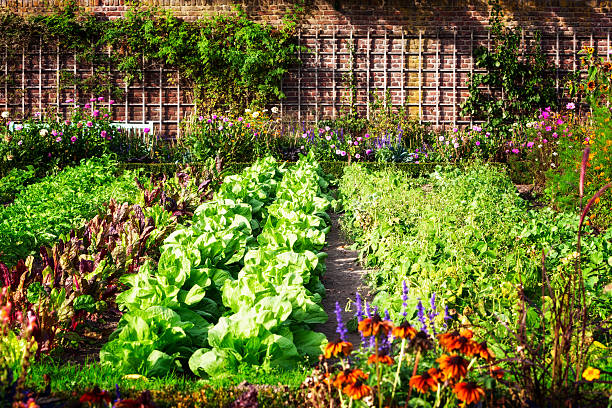 A sun bathed garden with rows of lettuce, kale, and other vegetables.