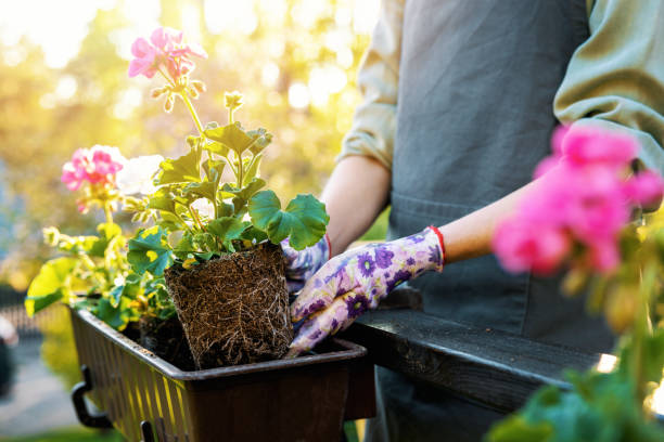 Gardener transplanting a potted plant into a balcony hanging planter with more room and plenty of sunlight for continued growth.