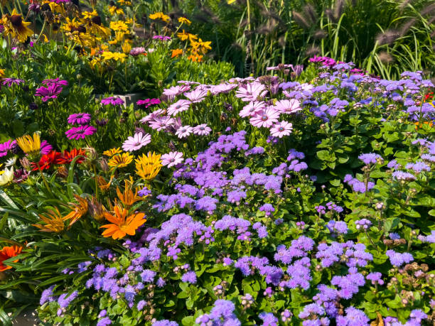 Beautiful garden with beautiful and colorful flowers