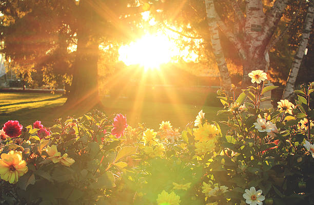 Beautiful sun rays on a colorful garden