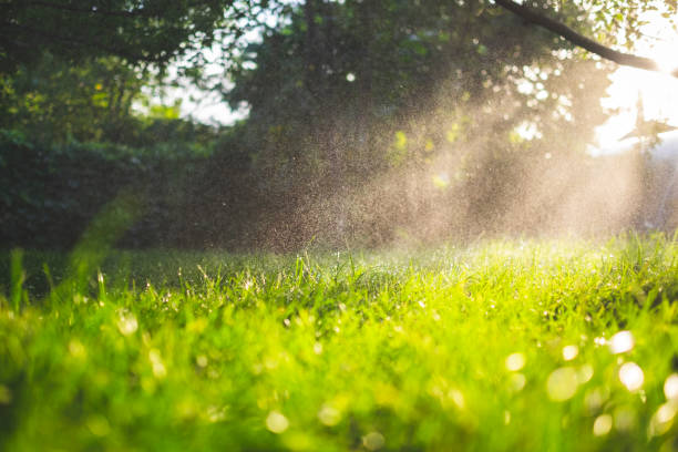 Lawn in the morning sun with mists of rain reflecting off of the sunlight.
